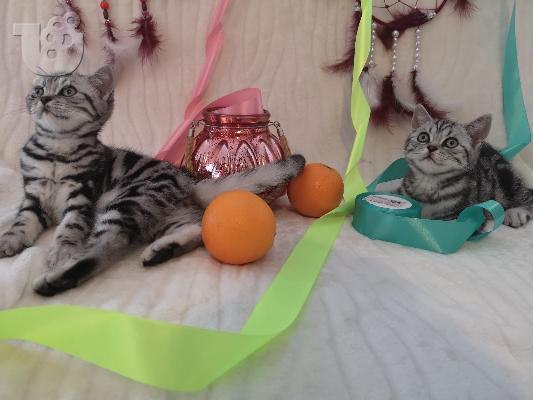 PoulaTo: BKH Kitten Διαθέσιμο